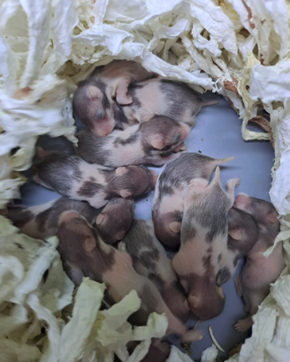 Piccoli cuccioli criceto dorato