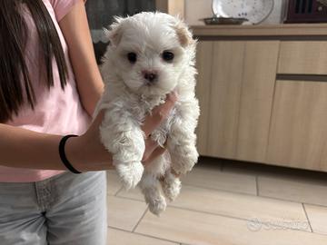 Cucciolo Maltese disponibili a maggio