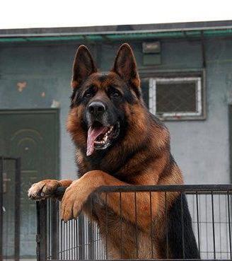 Cuccioli di pastore tedesco selezionati