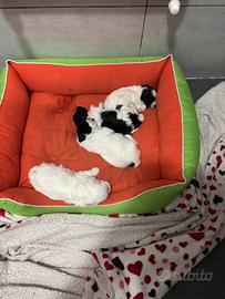 Cucciole matipoo 3 femmine e un maschio