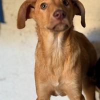 PAOLO, super cucciolotto di 5 mesi