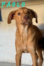 PAOLO, super cucciolotto di 5 mesi