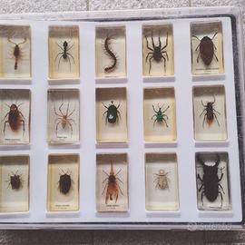 insetti veri in resina