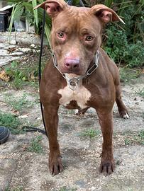 Femmina di pitbull