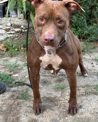 Femmina di pitbull