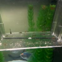 Pesci per acquario: portaspada