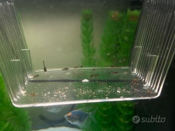 Pesci per acquario: portaspada