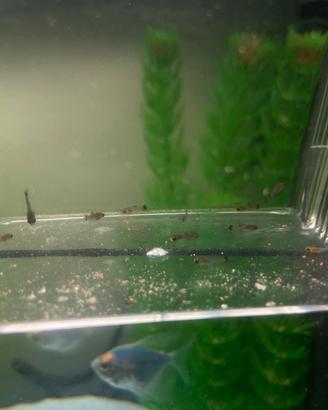 Pesci per acquario: portaspada