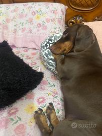 Cuccioli di bassotto cioccolato