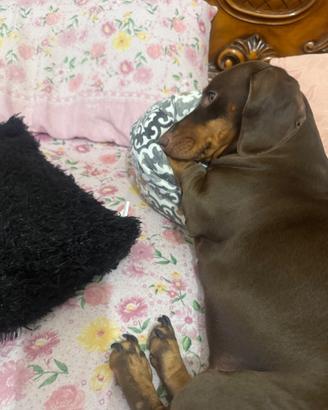 Cuccioli di bassotto cioccolato