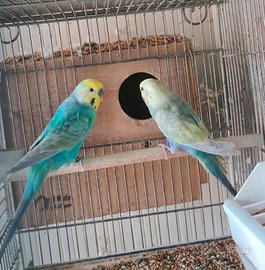 Coppia raimbow