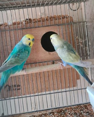 Coppia raimbow