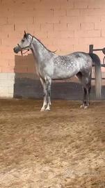 Cavallo Purosangue Arabo femmina 8 anni - Athena