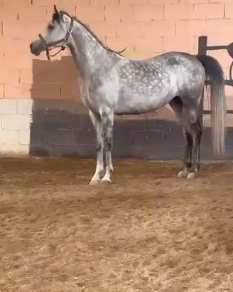 Cavallo Purosangue Arabo femmina 8 anni - Athena