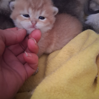 Femminuccia British golden cincillà