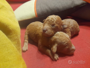 Cuccioli barboncino toy