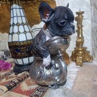 Bouledogue Francese cuccioli disponibili