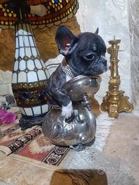 Bouledogue Francese cuccioli disponibili