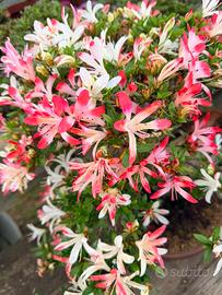 Azalea bonsa
