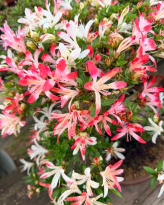Azalea bonsa