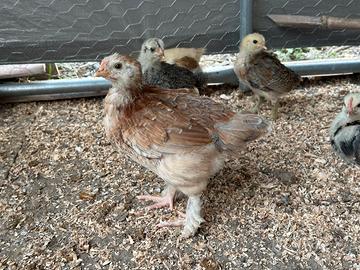 Pulcini Brahma, Araucana, Marans