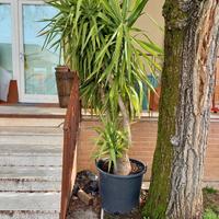 Pianta Yucca H 2.50