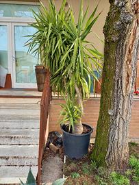 Pianta Yucca H 2.50