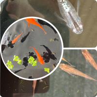 MEDAKA ORYZIAS LAPIDES