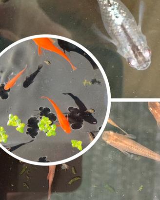 MEDAKA ORYZIAS LAPIDES