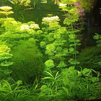 Limnophila sessiflora pianta per acquario