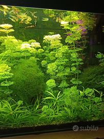Limnophila sessiflora pianta per acquario