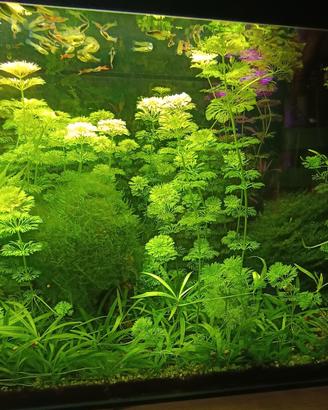 Limnophila sessiflora pianta per acquario