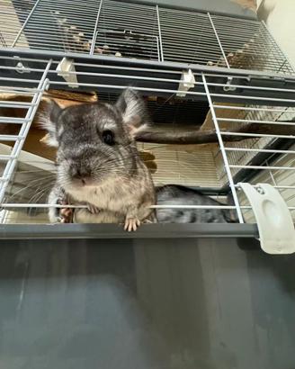Cincillà cucciola