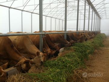 strutture per allevamento