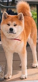 Akita Inu femmina