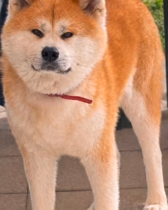 Akita Inu femmina