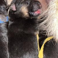 Prenotazione cuccioli pastori tedeschi