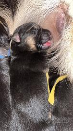 Prenotazione cuccioli pastori tedeschi