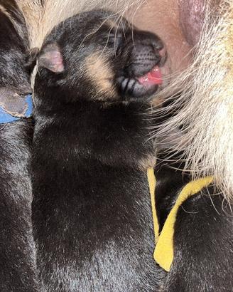 Prenotazione cuccioli pastori tedeschi