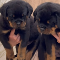 Cuccioli rottweiler