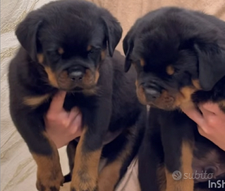 Cuccioli rottweiler