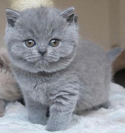 BRITISH SHORTHAIR CUCCIOLI BLU pag comode rate