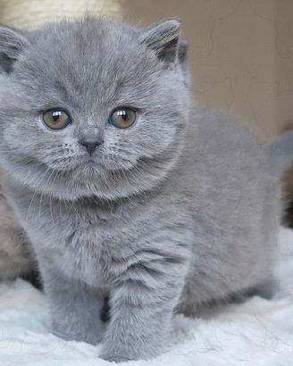 BRITISH SHORTHAIR CUCCIOLI BLU pag comode rate
