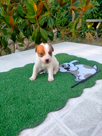 Cuccioli di jack Russell