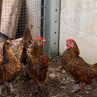 Sebright oro galli galline no consanguinei