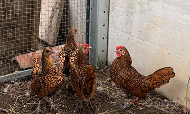 Sebright oro galli galline no consanguinei