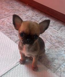 Cucciolo chihuahua mini maschio