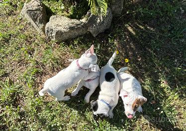 Cuccioli Jack Russell