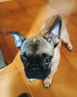 Cuccioli di Bulldog francese