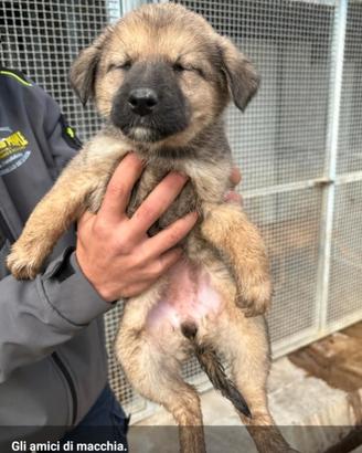 Meticcio da adottare